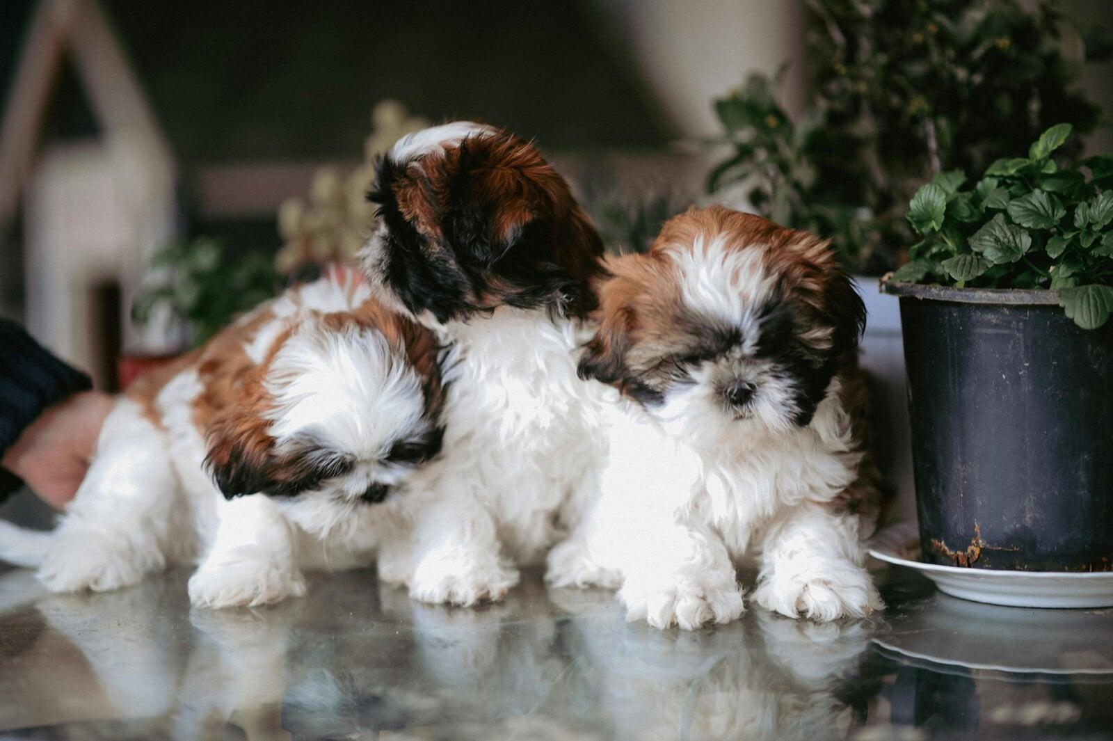 Shih Tzu Puppy Growth Stages